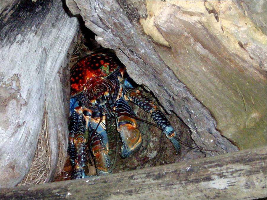 OurPicturesSuwarrowCookIs